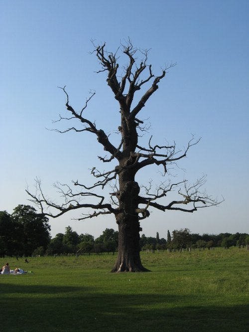 Old tree at Bushey Park