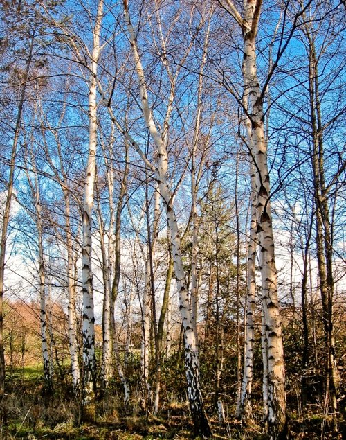 Silver Birch trees in Tinsley, South Yorkshire