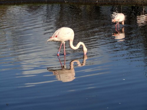 Wildfowl & Wetlands Trust Martin Mere