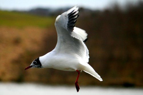 Herrington Country Park