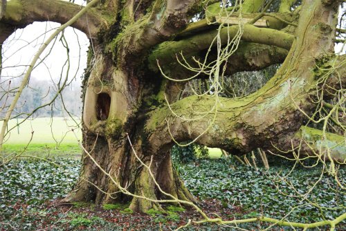 At Raveningham Hall, a lovely old tree