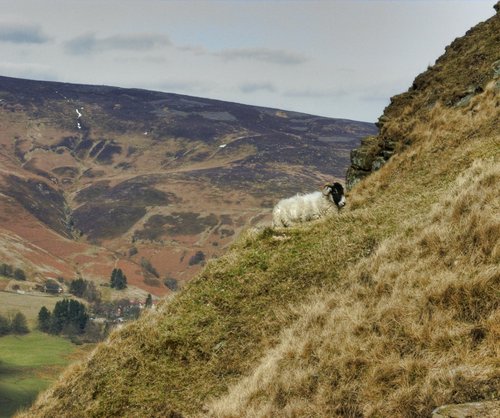 Sheep on backtor near Castleton