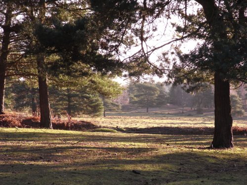 Taken near Bramshaw December 2009