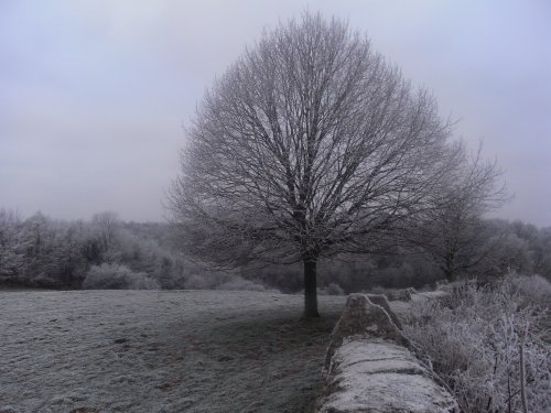 New Year tree