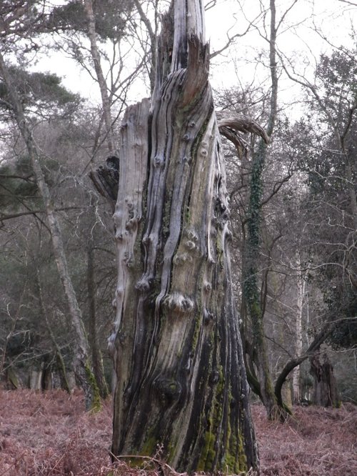 A totem tree ?