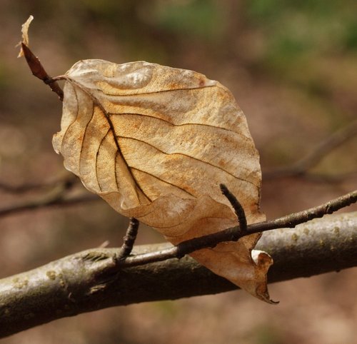 Single leaf, Hanging Bank, Ide Hill, Kent