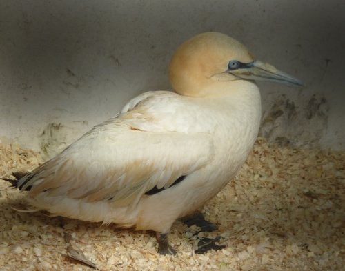 Mablethorpe Animal Gardens