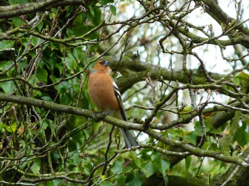 Chaffinch