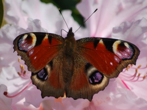 Peacock butterfly