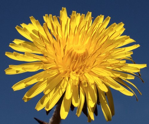 Single Dandelion at Upper Heyford, Oxfordshire.