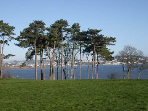 Trees on Guard.