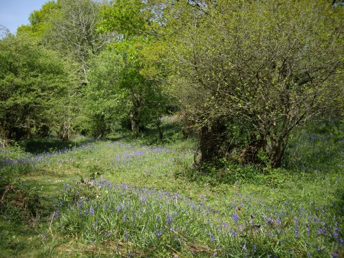 Bluebells at Spitchwick.