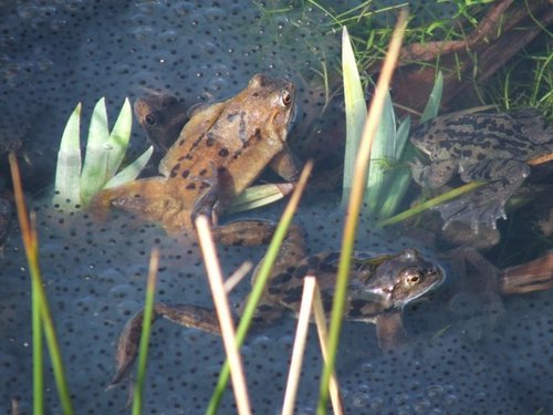 Frogs spawning