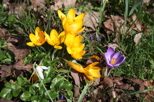 Crocus's in Normanston Park