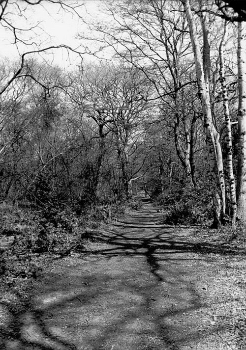 Path leading into the  forest.