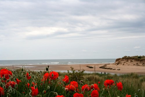 A sea of flowers