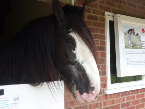 The Hillside Animal & Shire Horse Sanctuary