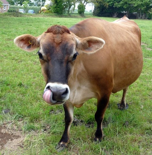 The Cowlick