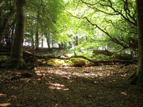 Dappled light at Arne, Dorset