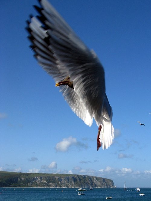 Seagull in action