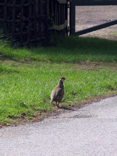 Partridge