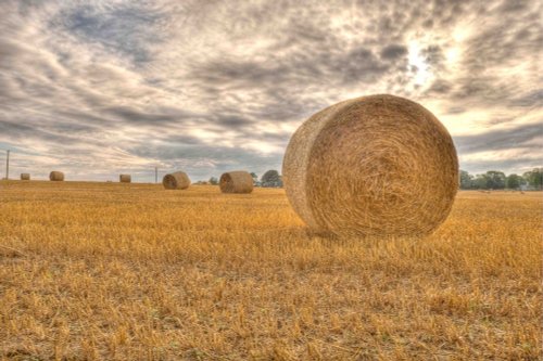 Hay field, Middle Barton