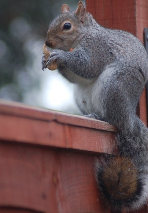 Squirrel Eating