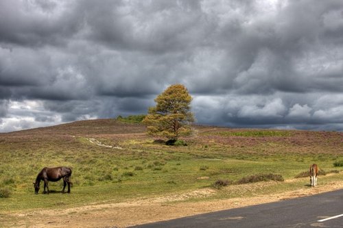 The New Forest