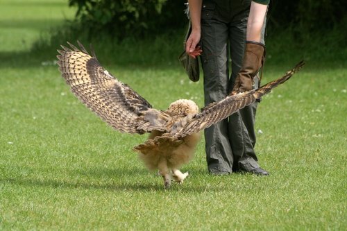 The Butterfly & Wildlife Park