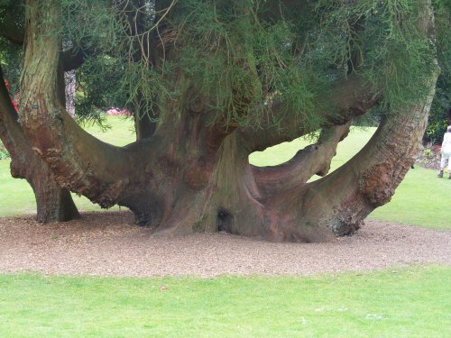 Cryptomeria Japonica