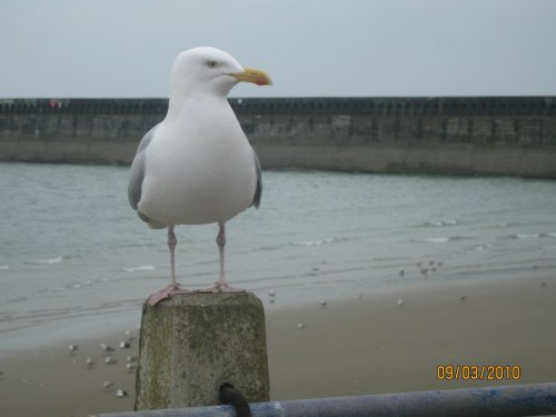 Seagull