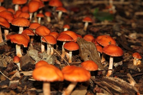 Fungus near the River Dart