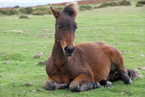 Dartmoor