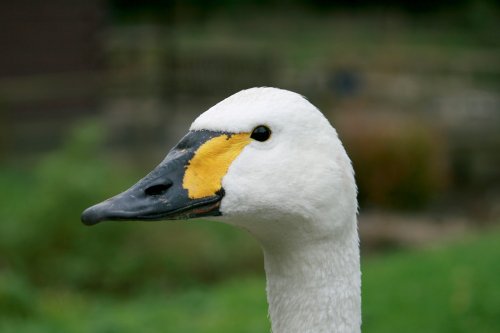 Washington Wetlands Centre