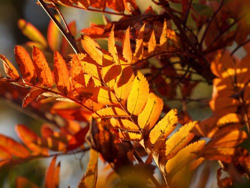 Rowan leaves, Steeple Claydon, Bucks