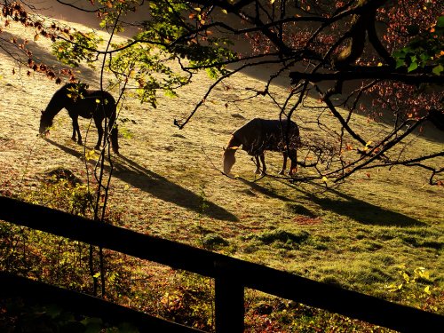 Shadowlands