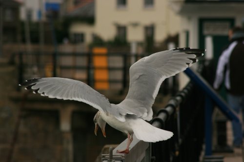 Ilfracombe