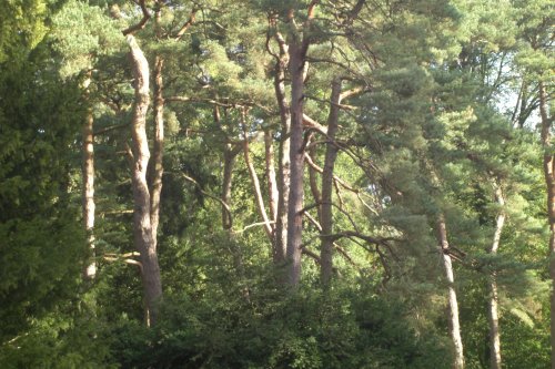 Westonbirt Arboretum