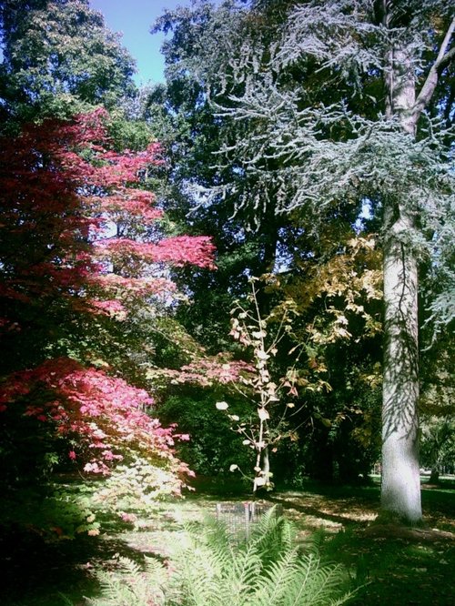 Westonbirt Arboretum