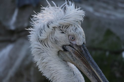 Exmoor Zoo