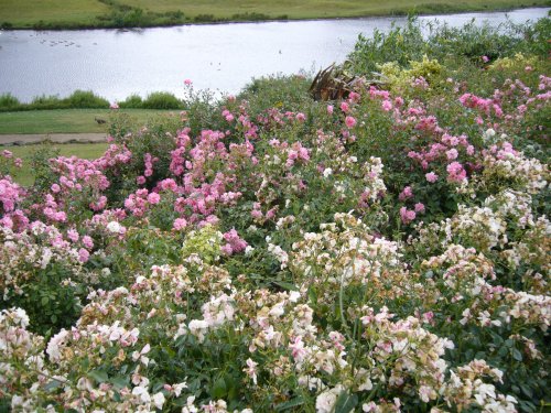 Leeds Castle