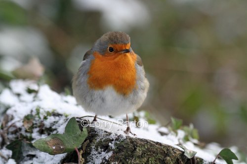 Stover Country Park & Nature Reserve