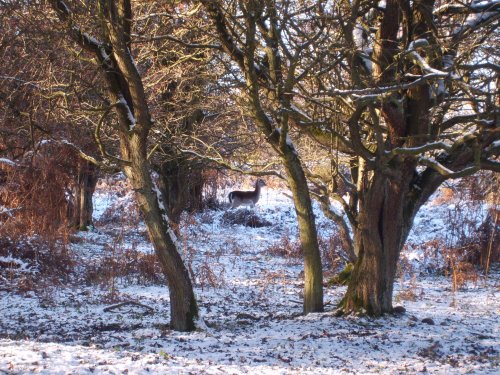 Cannock Chase Country Park