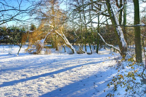 Wickersley woods