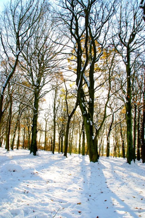 Wickersley woods South Yorkshire