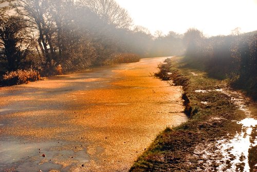 Golden Canal