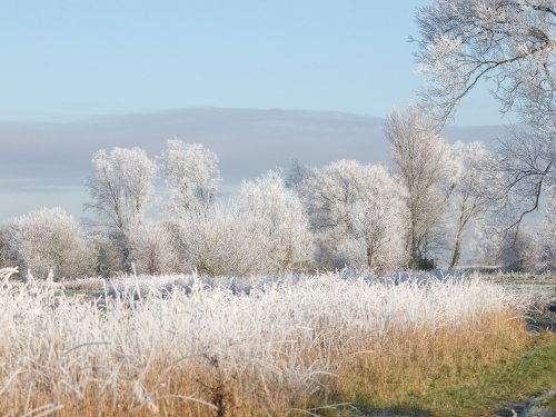 Frosty trees near Steeple Claydon, Bucks