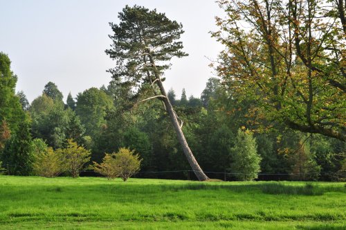 Trees at Wakehurst