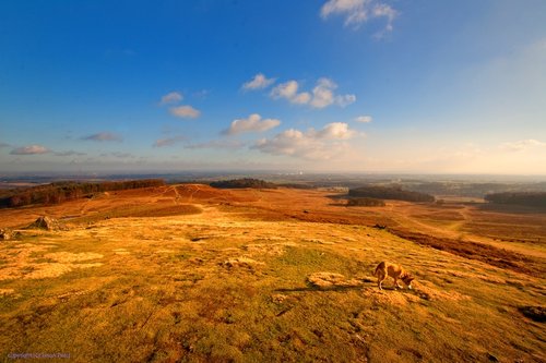 Bradgate Park