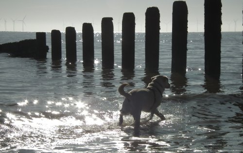 Paddling in the sea